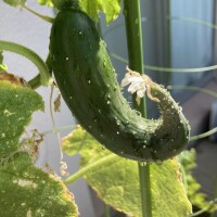 おはようございます