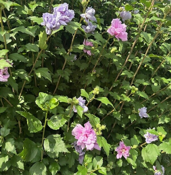 ギラギラ日差し