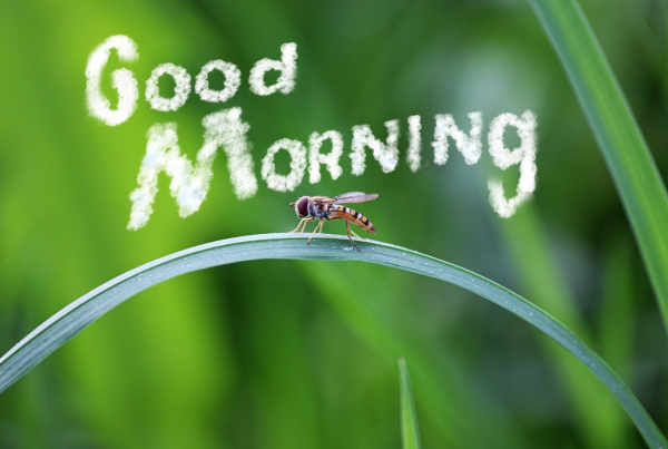 おはようございます