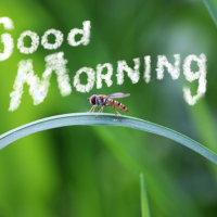 おはようございます