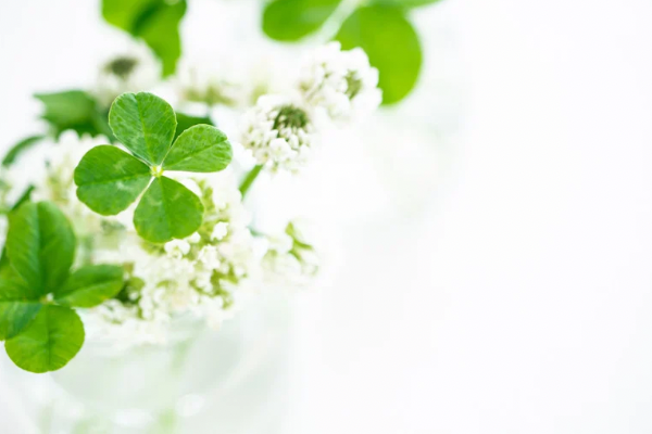 出会いに感謝しています🌷