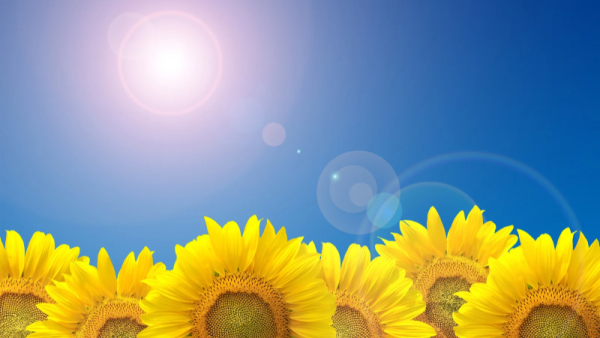 おはようございます🌻