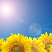 おはようございます🌻