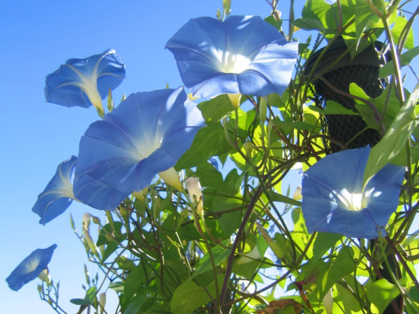 8月もあと少し🌻