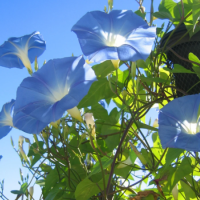 8月もあと少し🌻