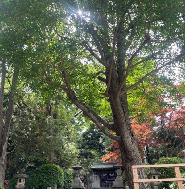 おはようございます