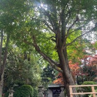 おはようございます