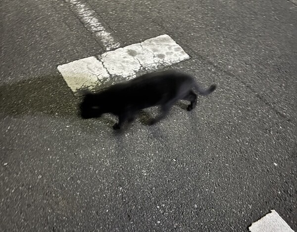 写真へたくそ選手権