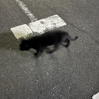 写真へたくそ選手権