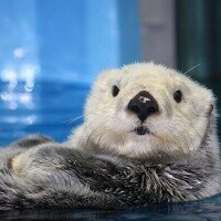 赤ちゃんラッコ🦦ꕀ♡♡