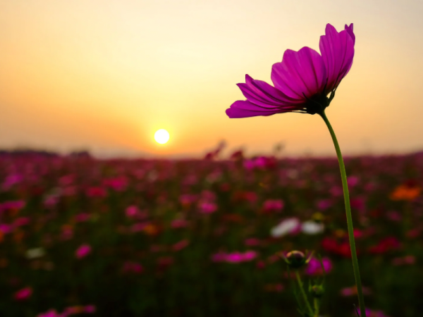 今日もありがとうの気持ちを込めて🌸 