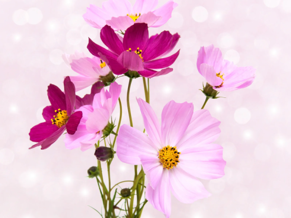 ありがとうございました😊また明日🌸