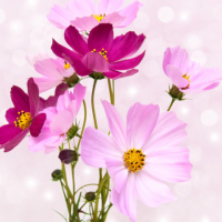 ありがとうございました😊また明日🌸