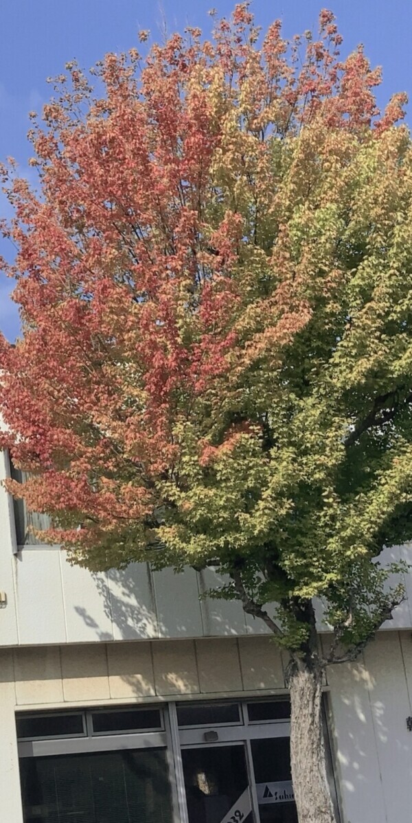 おはようございます