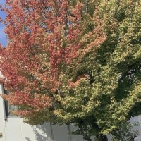 おはようございます