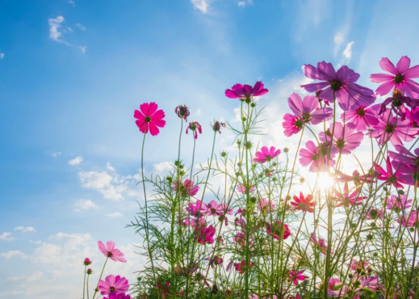 こんにちは🌸
