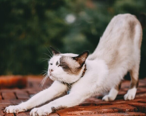 おはようございます