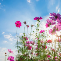 明日、市原ルームでお待ちしてます🌸