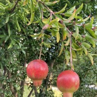 おはようございます