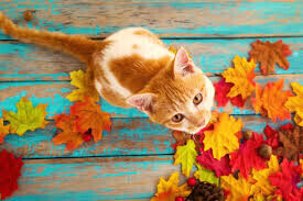 やっとですね♬.*ﾟ