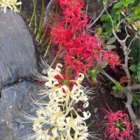 やってしまったー