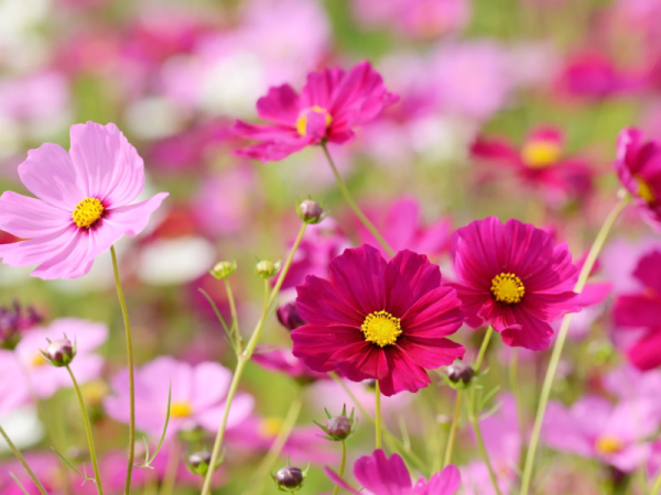 おはようございます☺️