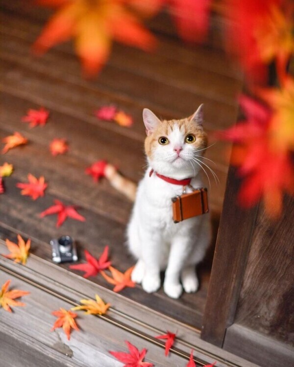 秋晴れ☀️🍁🍂(∩˘ω˘∩ )♡