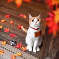 秋晴れ☀️🍁🍂(∩˘ω˘∩ )♡