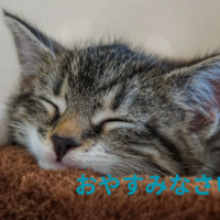 ありがとうございました🌸