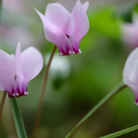 おうちでほっと 🌙