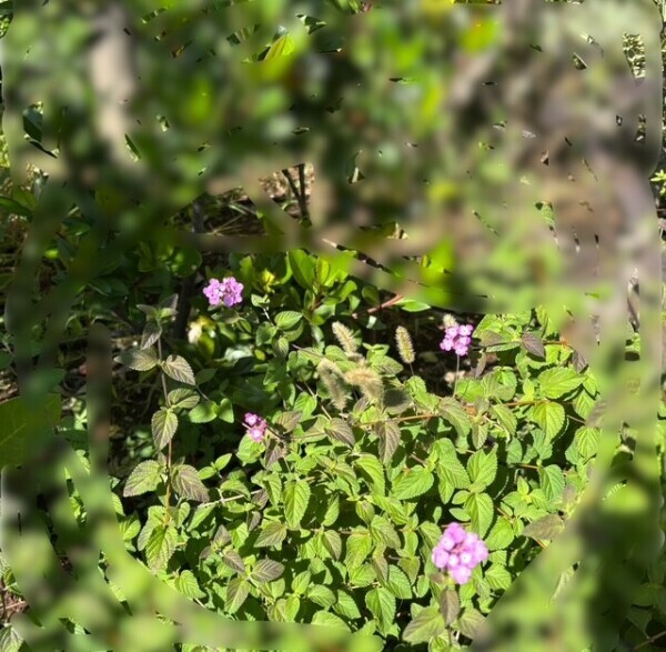 おはようございます