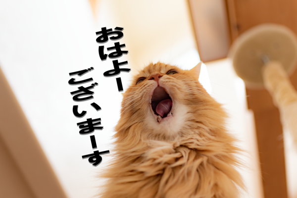 たっぷり睡眠⭐️