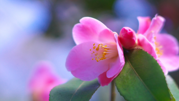 市原ルームにてお待ちしてます🌸
