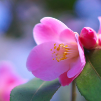市原ルームにてお待ちしてます🌸