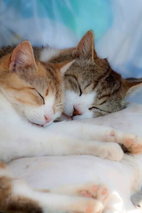 寒い〰️:( ´◦ω◦｀):⛄️