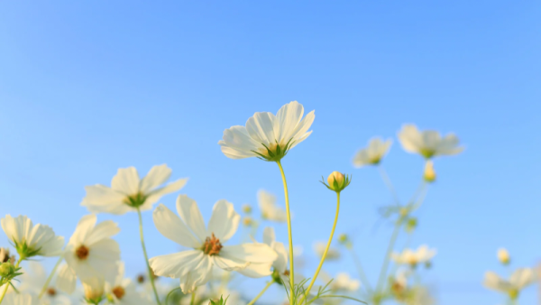 お疲れさまです🌼