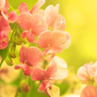 午後もがんばっていきましょう( ˶˘ᵕ˘˶ )و 