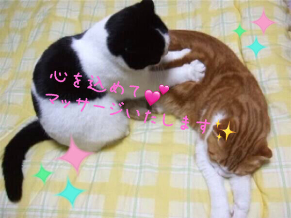 もふもふもふもふ。。🐱💗