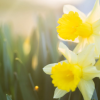 本日は千葉ルームです