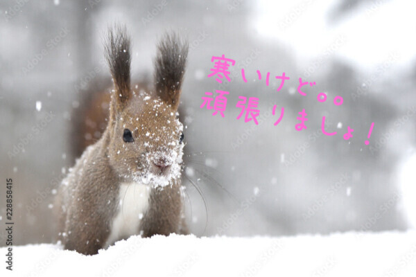 寒さに負けずに🐰