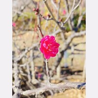 おはようございます♪