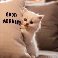 おはようございます