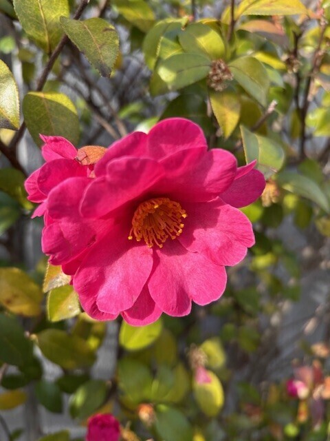 おはようございます