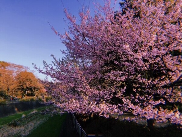 ありがとうございました🌸
