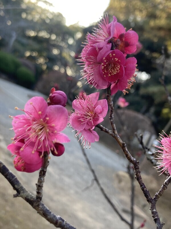 おやすみなさい✨