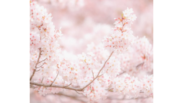 今夜千葉ルームです🌙