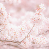 今夜千葉ルームです🌙