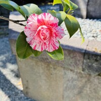 おはようございます🧡