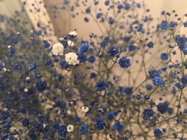 ありがとうございました🌸