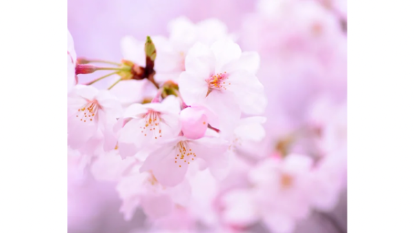 今夜千葉ルームです🌜